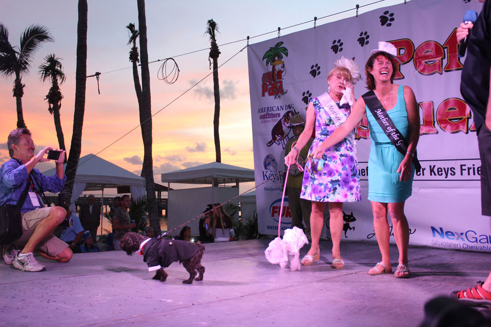 Pet Masquerade 2017 photo - Duval Street, Key West